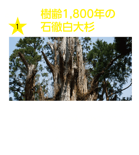 樹齢1,800年の石徹白大杉