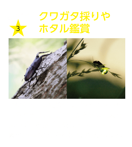 クワガタ採りとホタル観賞