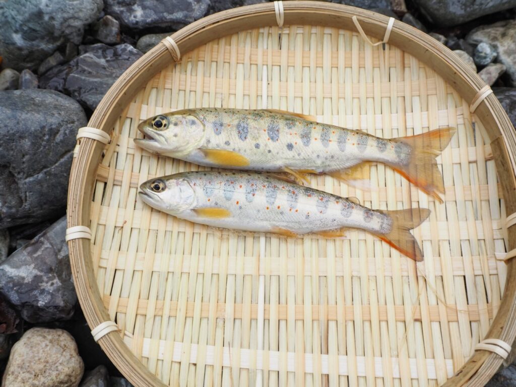 春の食材アマゴ