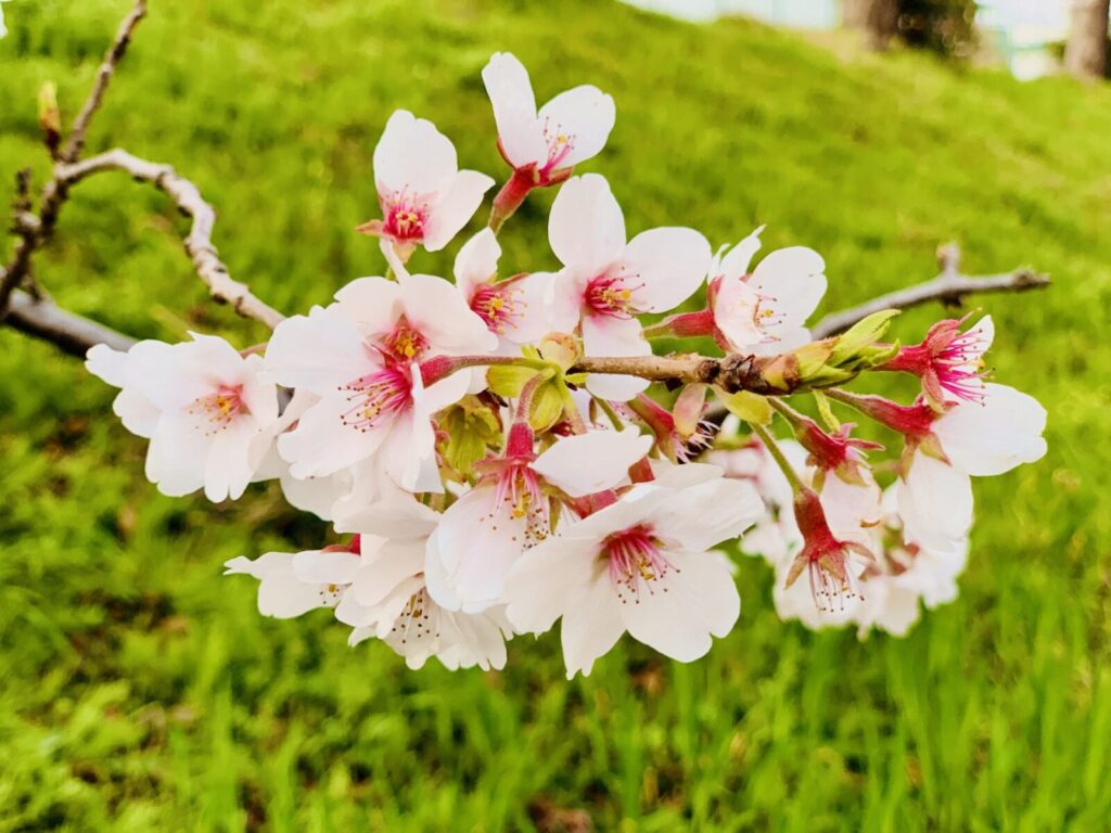 桜の花