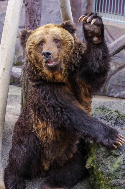 手を上げる熊