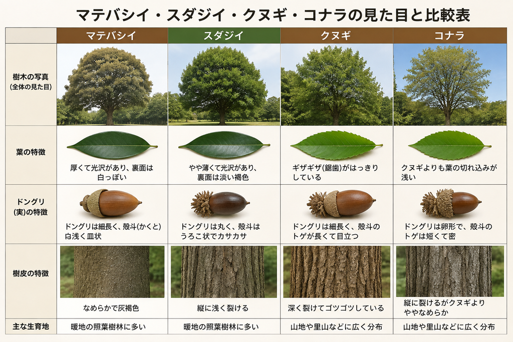 どんぐりの木比較写真