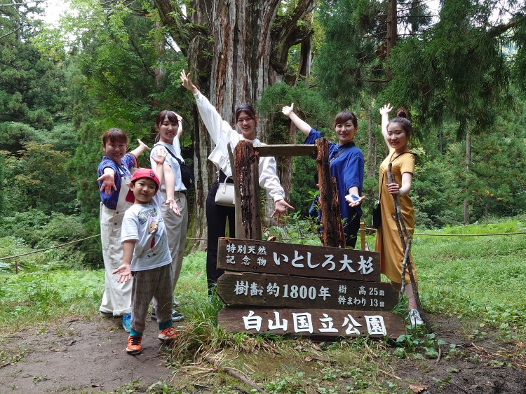 石徹白大杉