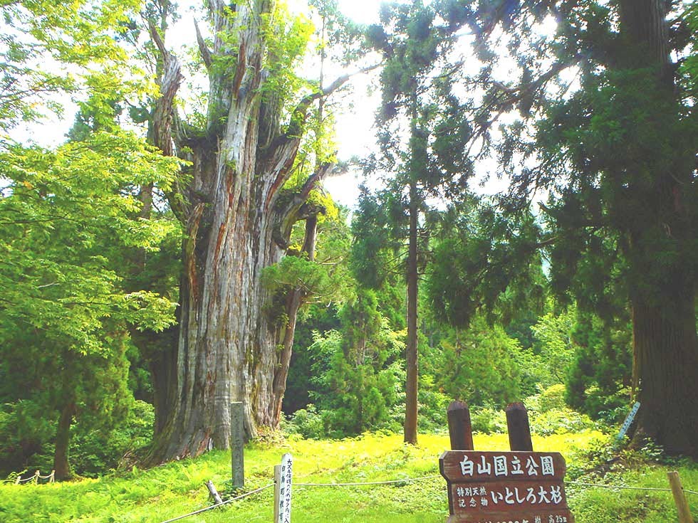 石徹白大杉