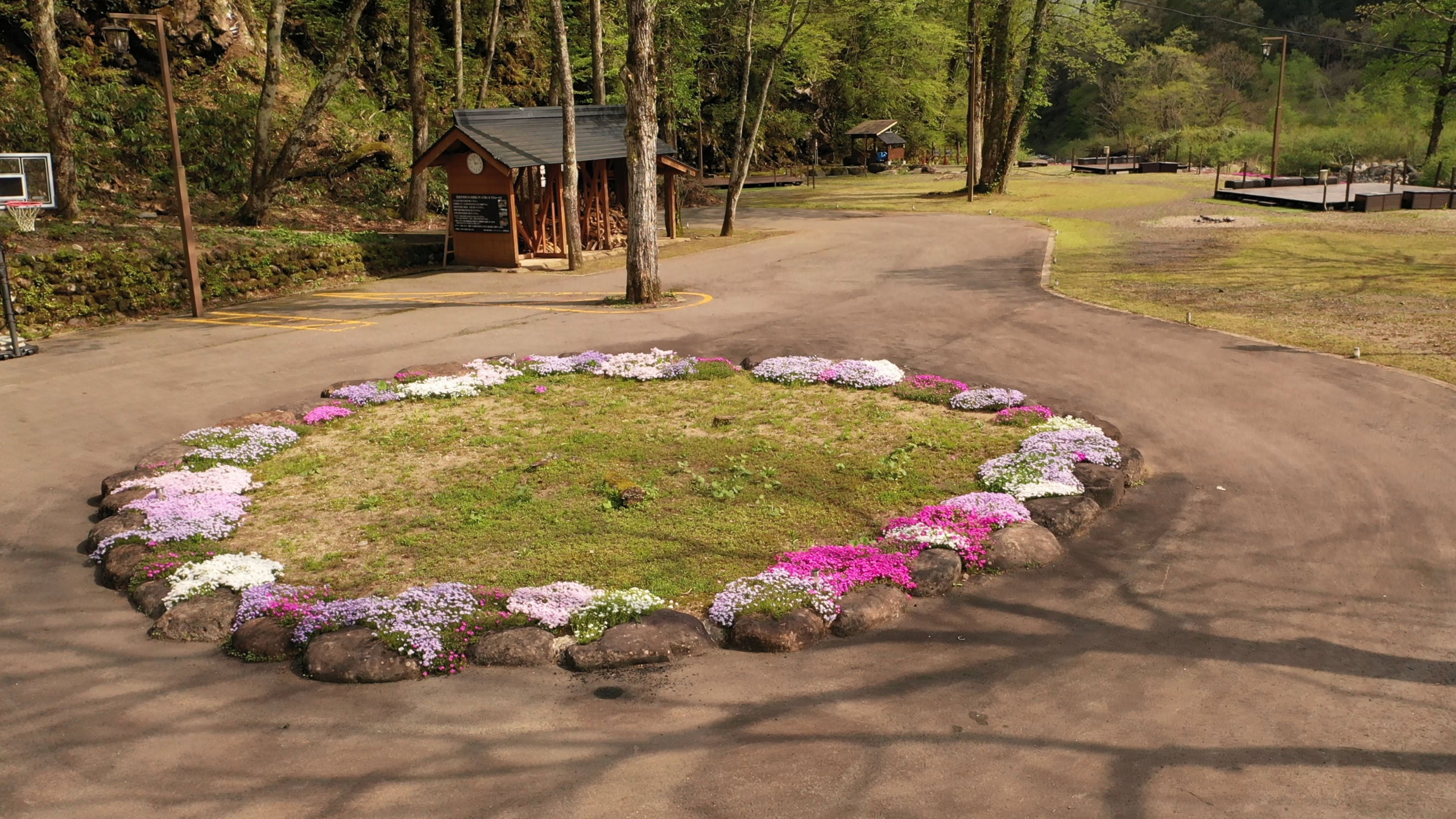 芝桜